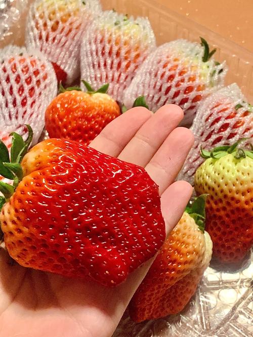 丹东草莓直播卖货第一名
