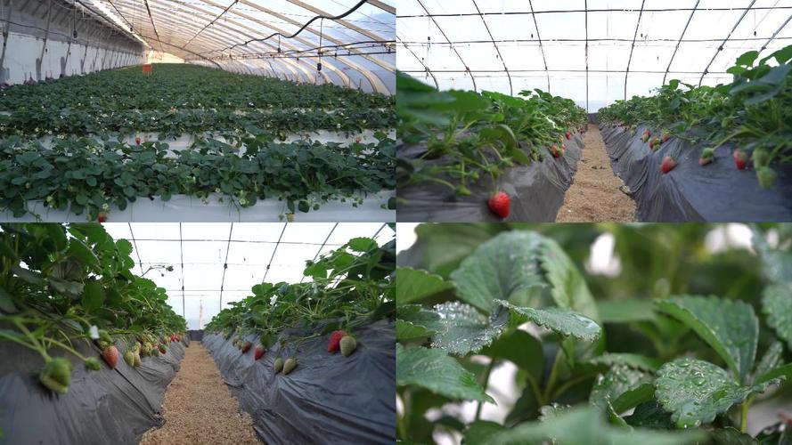 草莓种植视频全程直播